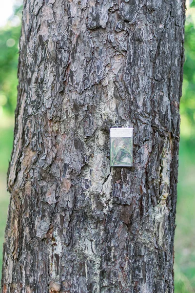 Herbe Dans Une Boîte Transparente Souvenir Fait Maison Sur Arbre — Photo