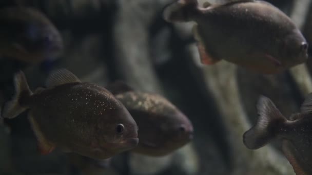 ピラニアは海洋水族館で水中で泳ぐ — ストック動画