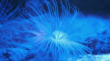 Akvaryumda egzotik deniz mercanları yaşar.