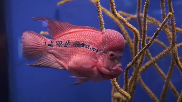 花の角 青い背景の水族館で大きな額の水泳を持つ海洋性の赤いエキゾチックな魚 — ストック動画