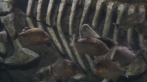 Feeding Piranhas Aquarium Many Piranhas Eat Frozen Fish — Stock Video