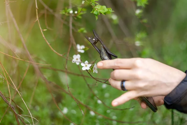 用于宏观摄影的电话镜片 一个女人手里拿着一个带有宏观附件的手机 给植物拍照 — 图库照片