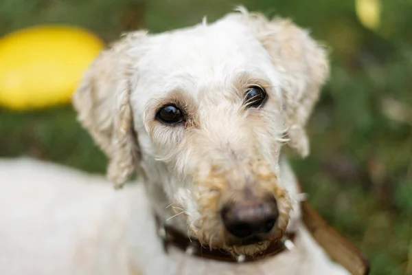 White Dog Muzzle Looks Camera Large Royal Poodle Trimmed Park — Foto de Stock