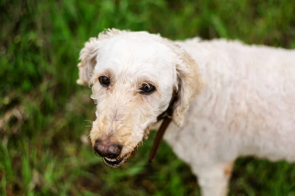 White Dog Muzzle Looks Camera Large Royal Poodle Trimmed Park — Foto de Stock