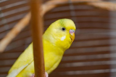 Kafesteki sarı muhabbet kuşu. Esaret altındaki kuş, papağan yetiştirme.