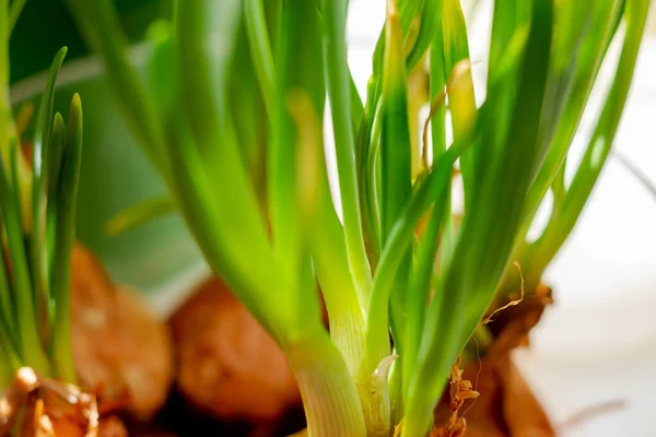 Tallos Cebolla Verde Ligeramente Amarillentos Secándose Cerca — Foto de Stock