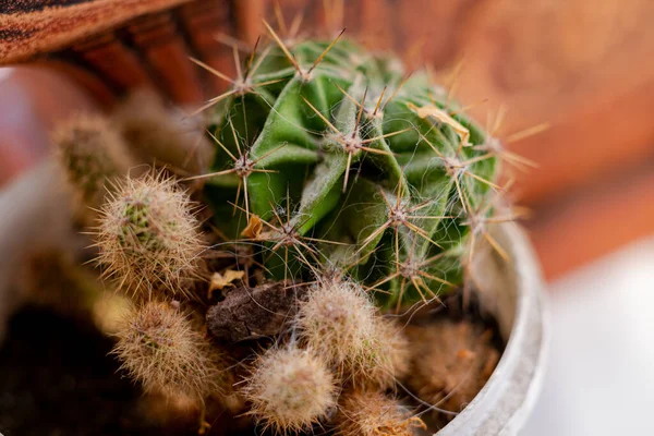Cactussen Close Een Pot Thuis Kweekcactussen — Stockfoto