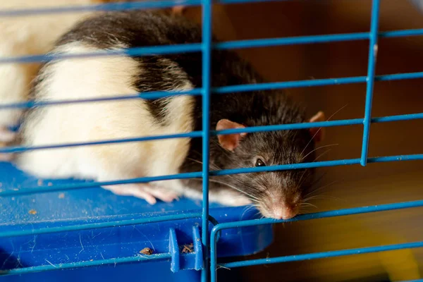 Svart Tamråtta Bur Uppfödning Hållande Råttor — Stockfoto