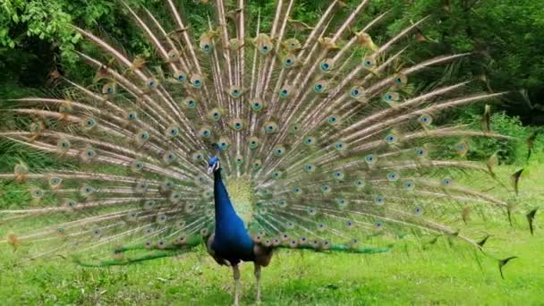 Pauw Met Een Losse Grote Staart Het Groene Gras — Stockvideo