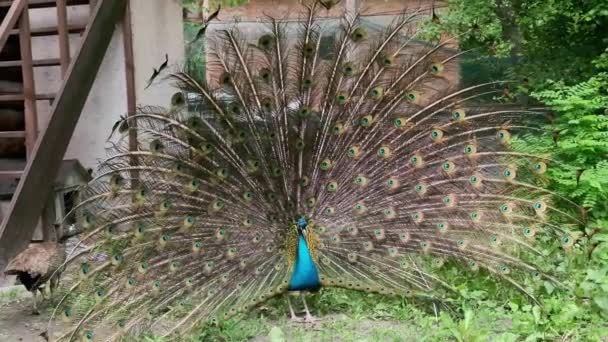 Peacock Μια Χαλαρή Μεγάλη Ουρά Στο Πράσινο Γρασίδι — Αρχείο Βίντεο