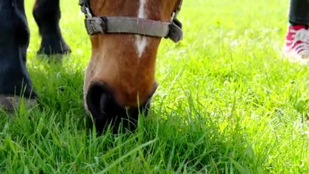 Das Braune Pferd Knabbert Auf Der Lichtung Liegt Grünes Gras — Stockvideo