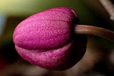 Kırmızı orkide tomurcuğu yakın plan. Çiçek arka planı.