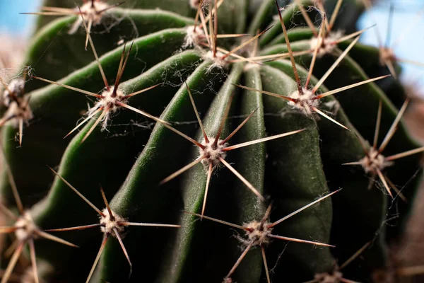 Cactus Naalden Dicht Bloemen Achtergrond — Stockfoto