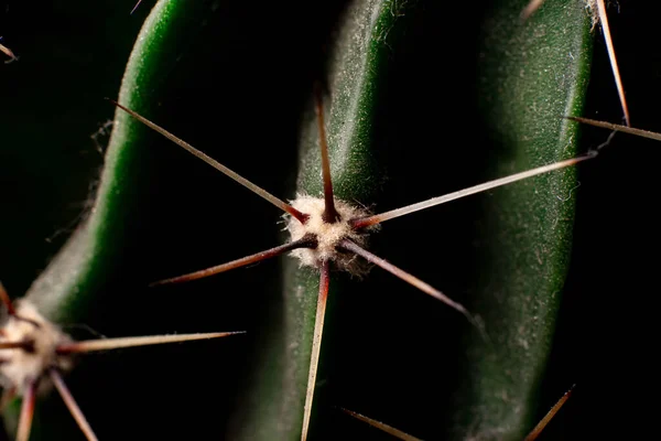 Agujas Cactus Cerca Fondo Floral —  Fotos de Stock