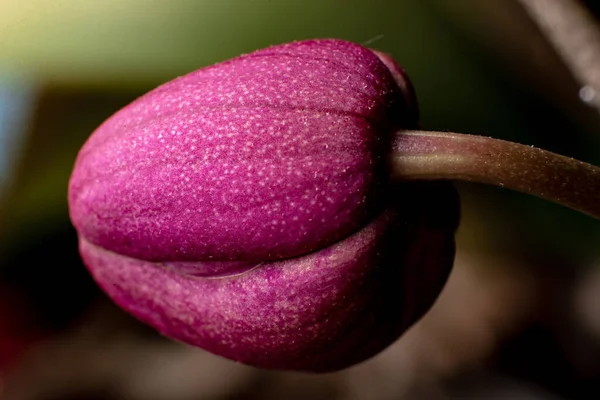 Bud Vermelho Orchid Close Fundo Floral — Fotografia de Stock