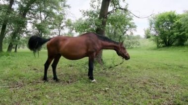 Kahverengi bir at ormanda otluyor..