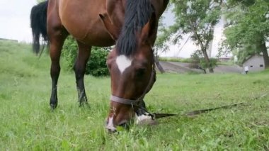 Kahverengi bir at ormanda otluyor. Namlunun alt yakın görüntüsü.