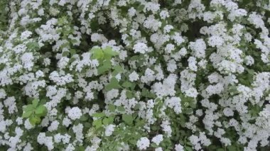 Rüzgarda sallanan beyaz çiçekli çalılar