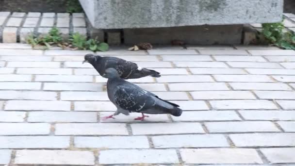 นกพ ราบสองต งเด นอย บนกระเบ องถนน — วีดีโอสต็อก