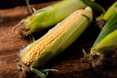 Koyu ahşap arka planda taze çiğ mısır koçanları. Sağlıklı gıda, vejetaryenlik konsepti.
