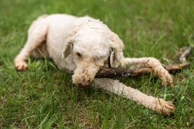 Köpek yeşil çimlere bir sopa kemirir. Büyük kraliyet kanişi.