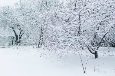 Ağacın dalları, karla kaplı.