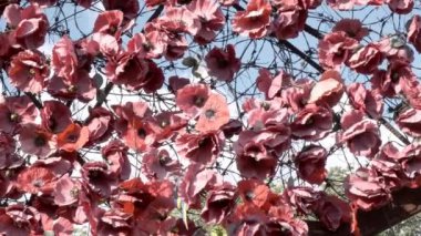 Yapay gelincik çiçekleri rüzgarda sallanıyor. Çiçek arka planı.