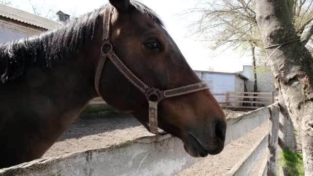 Bruin Paard Buiten Heg Onderhoud Fokken Van Paarden Hippodroom — Stockvideo