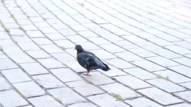 鳩は道路のタイルに沿って歩き 距離に入ります — ストック動画