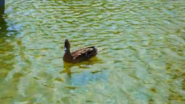 Kachna Plave Zelené Vodě Fontáně — Stock video