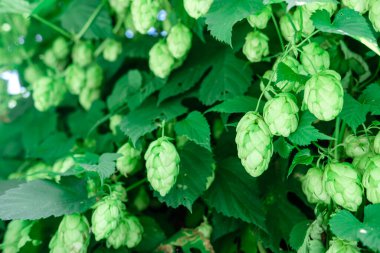 Taze zıplama konileri güneşli bir günde çalılıklarda yetişir..