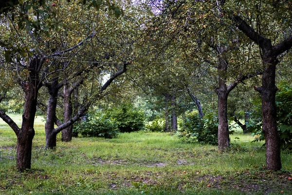Beco Macieiras Jardim Outono — Fotografia de Stock