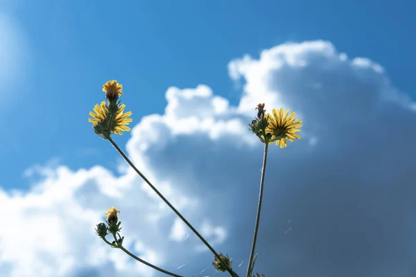 Gula Blommor Bakgrund Blå Himmel Med Moln — Stockfoto