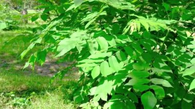 Ağaçların yeşil yaprakları rüzgarda sallanıyor..