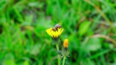Bir arı, yeşil bir çayırdaki sarı bir çiçekten polen toplar ve elde eder..