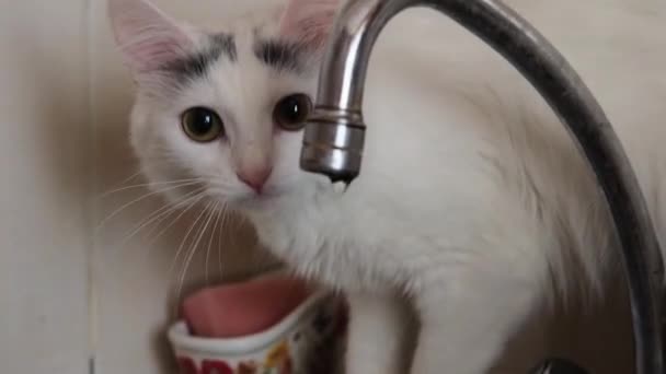 Gato Blanco Cerca Grifo Con Agua Goteando Tiene Sed — Vídeos de Stock