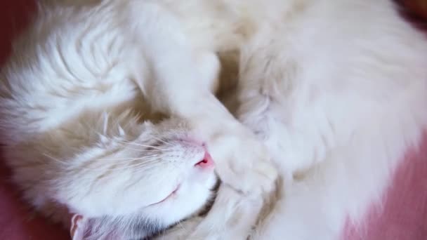 Gato Blanco Miente Duerme — Vídeo de stock