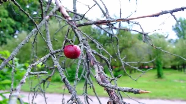 Una Sola Manzana Balancea Sobre Árbol Seco — Vídeo de stock