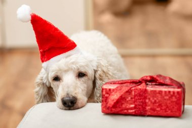 Sıkıcı, sıkıcı yeni yıl konsepti. Köpek hediyeye yakın bir yılbaşı şapkası içinde uyuyakalır..