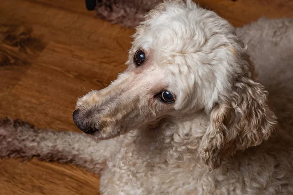 Pes Vypadá Smutně Když Leží Dřevěné Podlaze Stáří Psa Nemoc — Stock fotografie