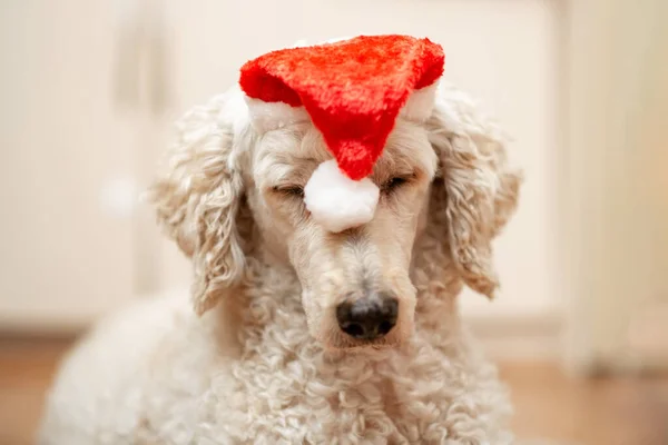 Der Hund Schläft Einer Neujahrsmütze Ein Großer Königspudel Langweiliges Neujahrskonzept — Stockfoto