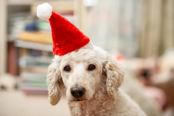 Dog New Year Hat Looks Camera Large Royal Poodle New — Stock Photo, Image