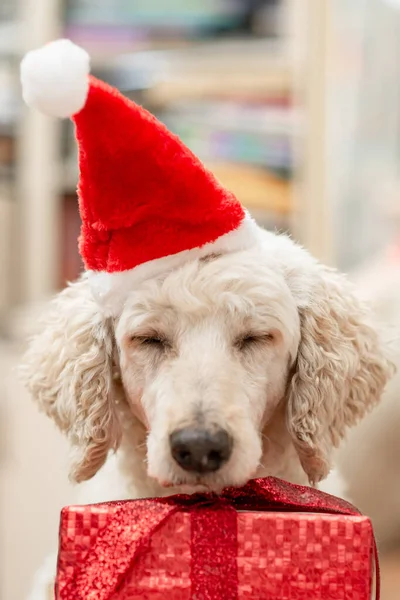 興味深い新年の概念を退屈 犬は新年の帽子の中で眠りに落ちる — ストック写真