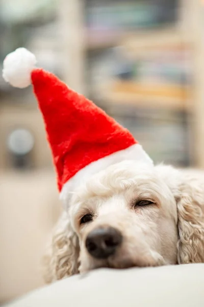 Dog Falls Asleep New Year Hat Large Royal Poodle Boring — Stock Photo, Image