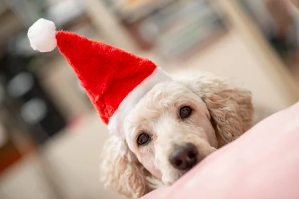 Üzgün Neşeli Olmayan Yeni Yıl Şapkalı Bir Köpek Başını Kanepeye — Stok fotoğraf