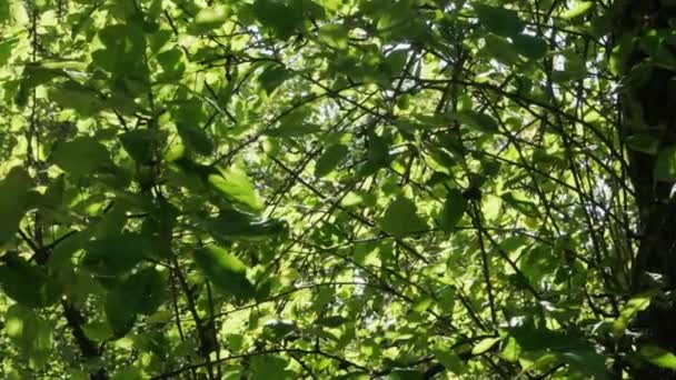 Hojas Verdes Árbol Balancean Viento Día Soleado — Vídeos de Stock