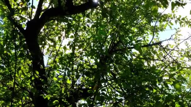 Las Hojas Verdes Árbol Balancean Viento Día Soleado Vista Inferior — Vídeo de stock