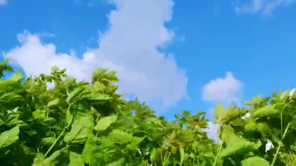 Las Hojas Verdes Balancean Viento Contra Cielo Azul Con Nubes — Vídeos de Stock