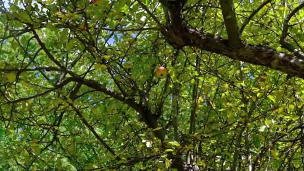 Groene Boom Met Appels Onderaanzicht — Stockvideo