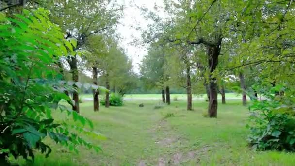 Fileiras Árvores Parque Verde — Vídeo de Stock